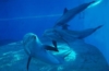 Delfine vor Nizza